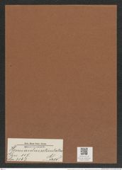 Hemiaulus reticulatus Grev. (de-Toni-Nr.: Genus 117, Species 3363) Zeichnungen Sammlung Grunow Mappe 03569 (Herbarium_W_Grunow_drawings_Folder_03569)